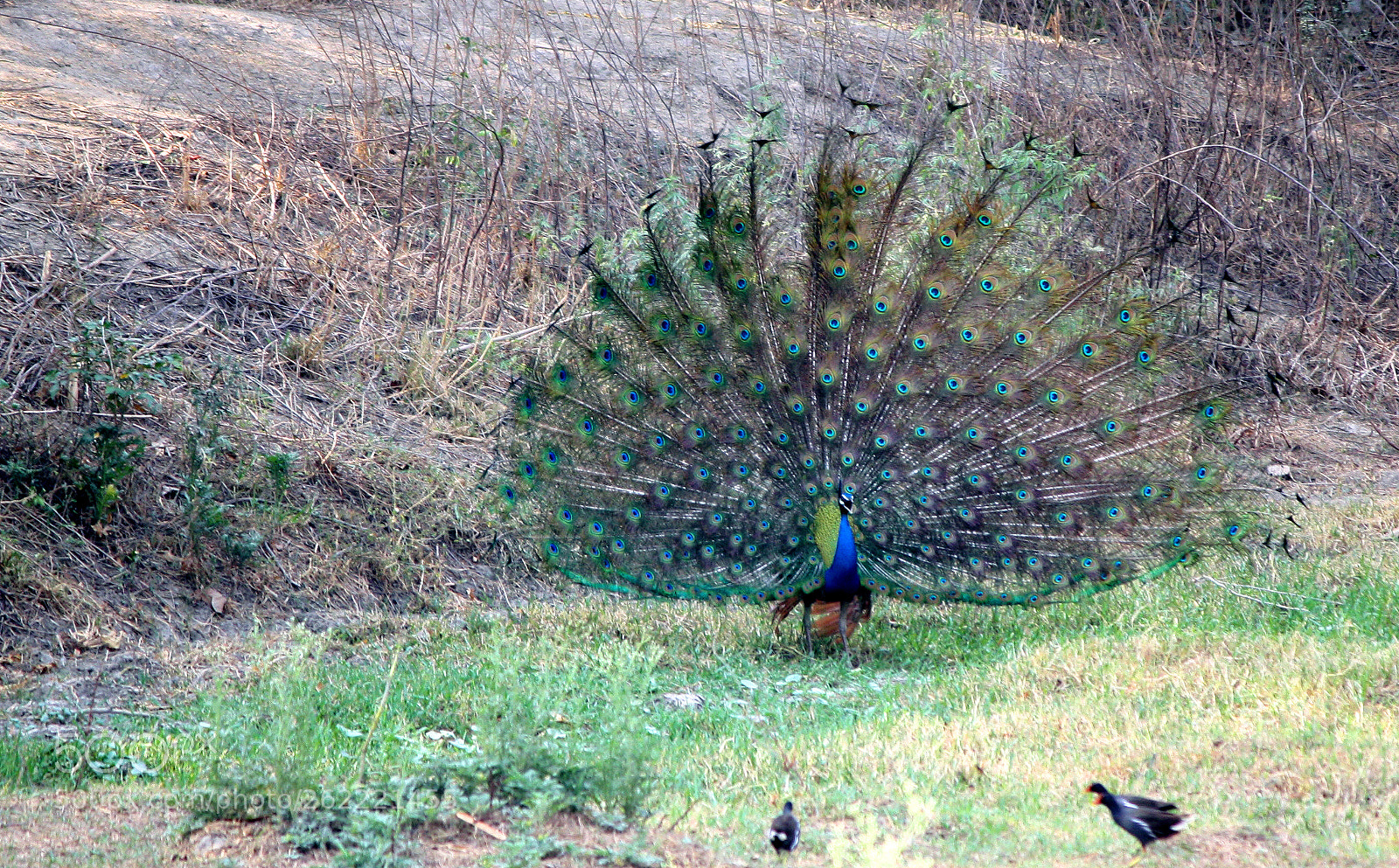 Canon EOS 1000D (EOS Digital Rebel XS / EOS Kiss F) sample photo. Spotted dancing peacock in photography
