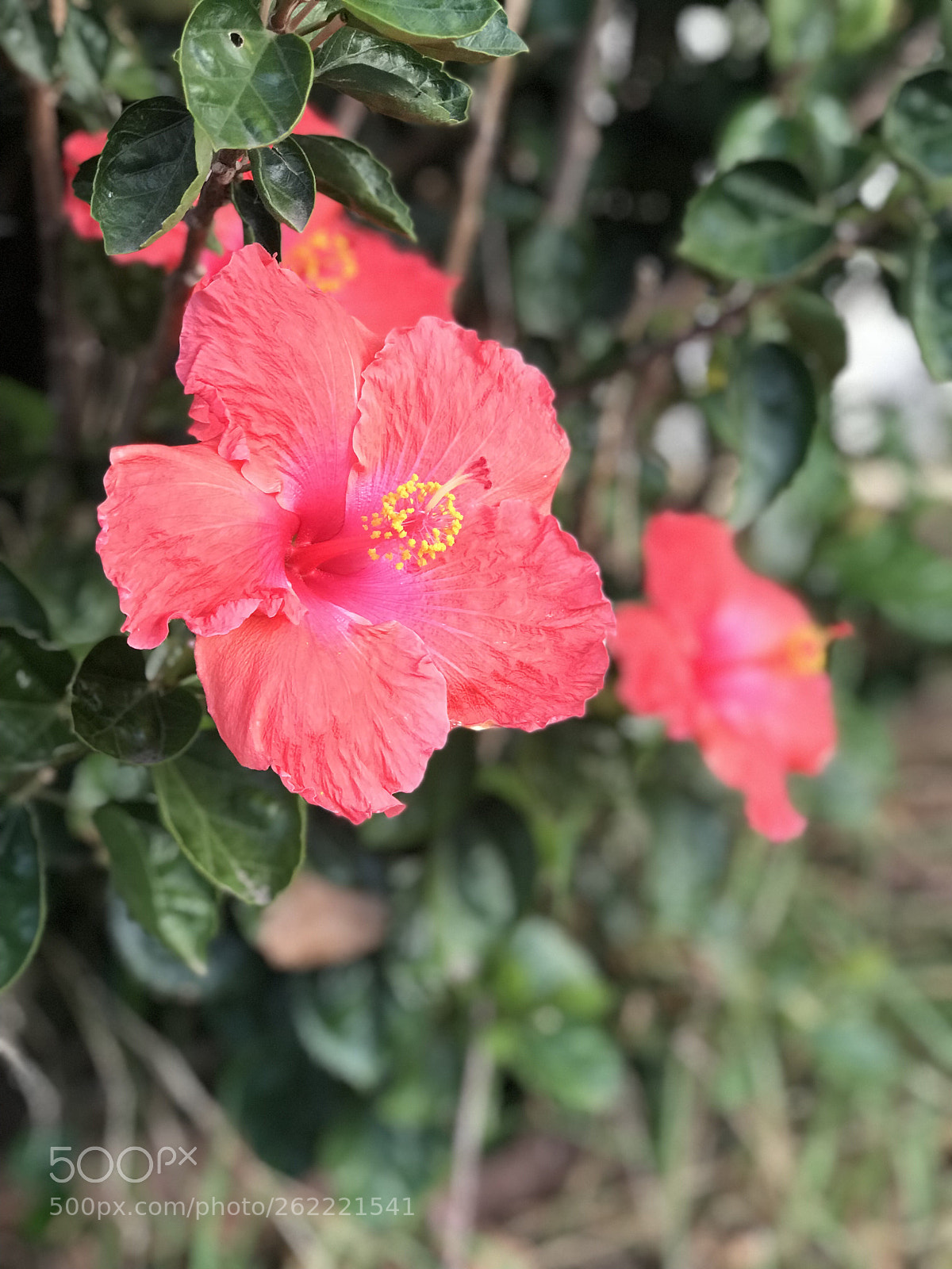 Apple iPhone 7 Plus sample photo. Happiness blooms from within photography