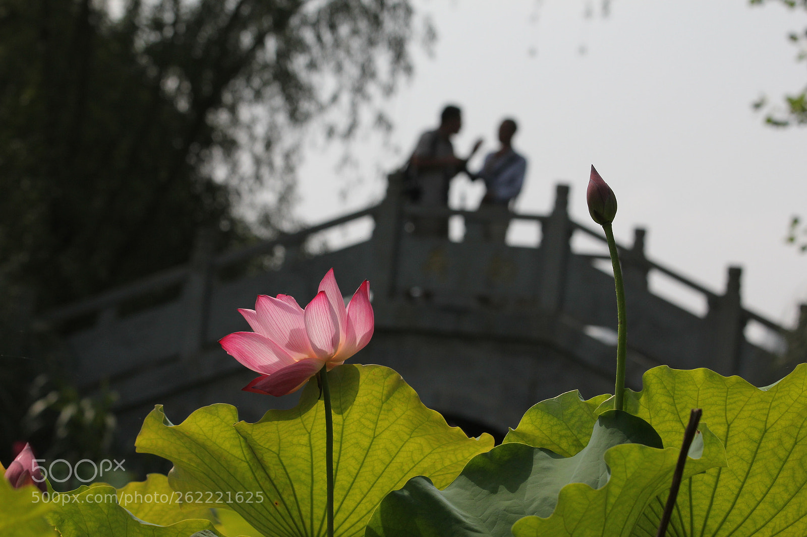 Canon EOS 550D (EOS Rebel T2i / EOS Kiss X4) sample photo. 十六潭的荷花 photography