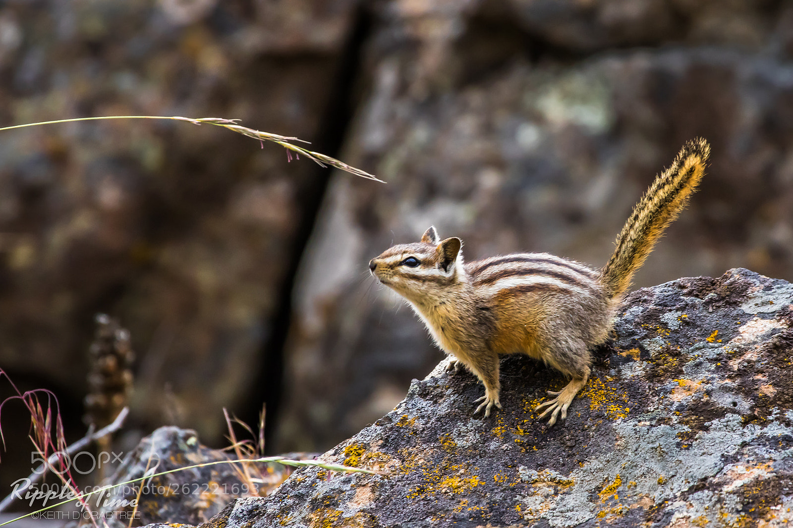 Canon EOS 7D Mark II sample photo. Chipmunk at smith rock photography