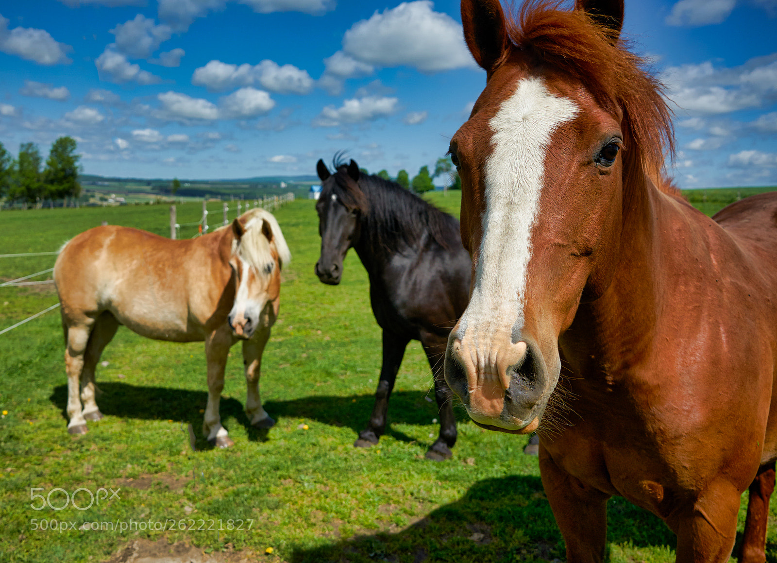 Sony a7 II sample photo. Horses in the townships photography