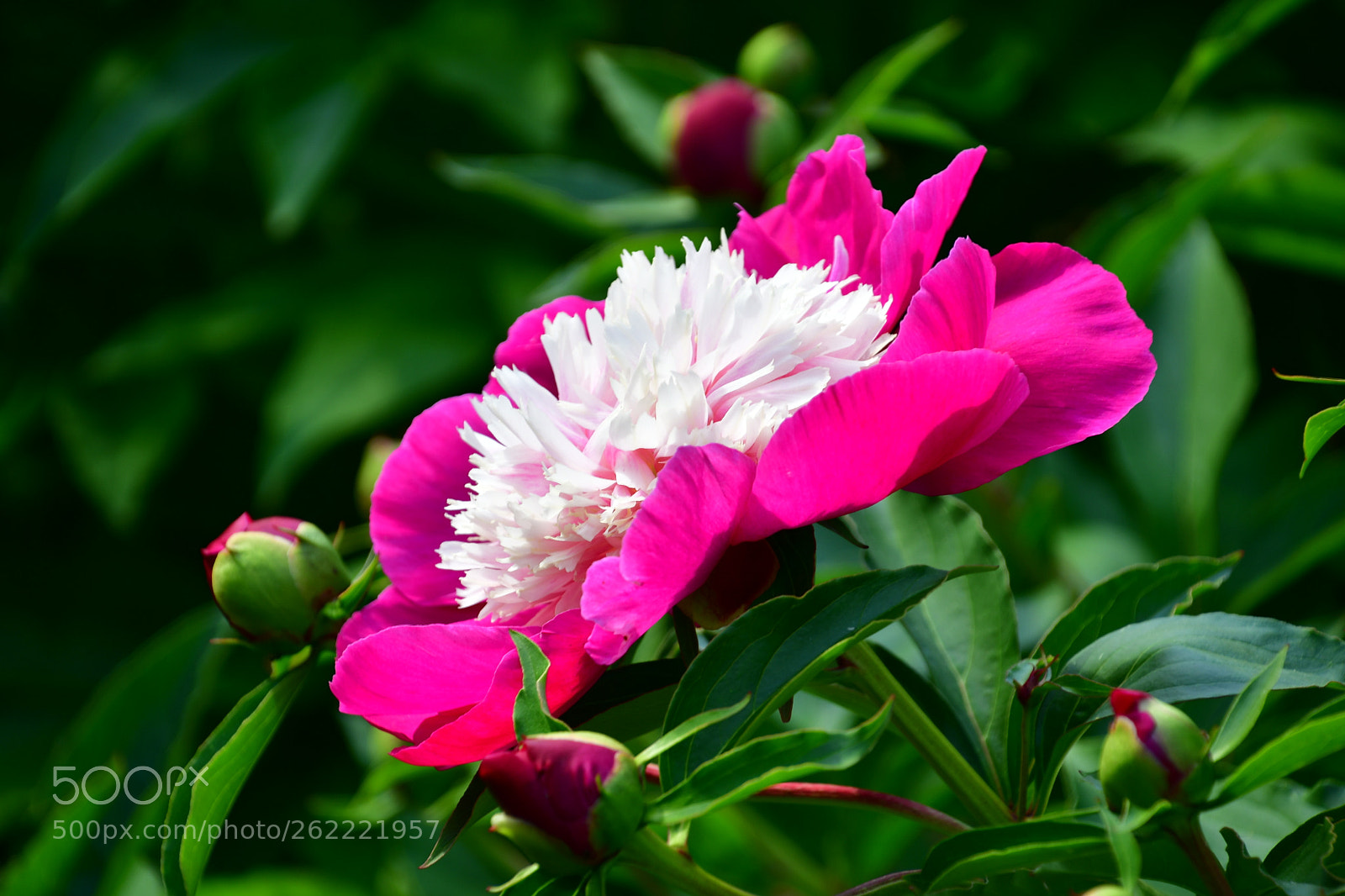 Nikon D7500 sample photo. Peony  photography