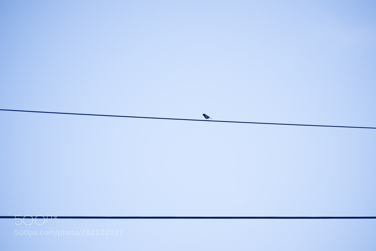 Nikon D810 sample photo. In a world   no.35 photography