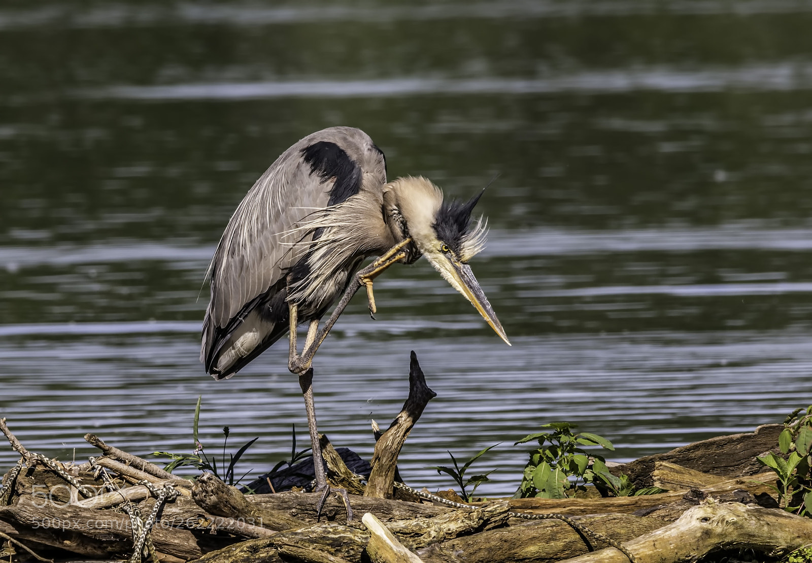 Canon EOS 7D Mark II sample photo. Great blue heron photography