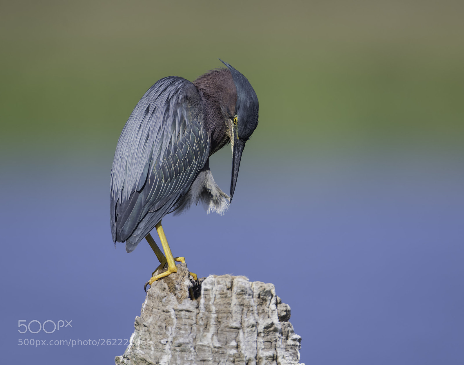 Nikon D850 sample photo. A preening green heron... photography