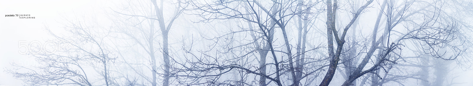 Canon EOS 7D sample photo. Trees in the fog photography