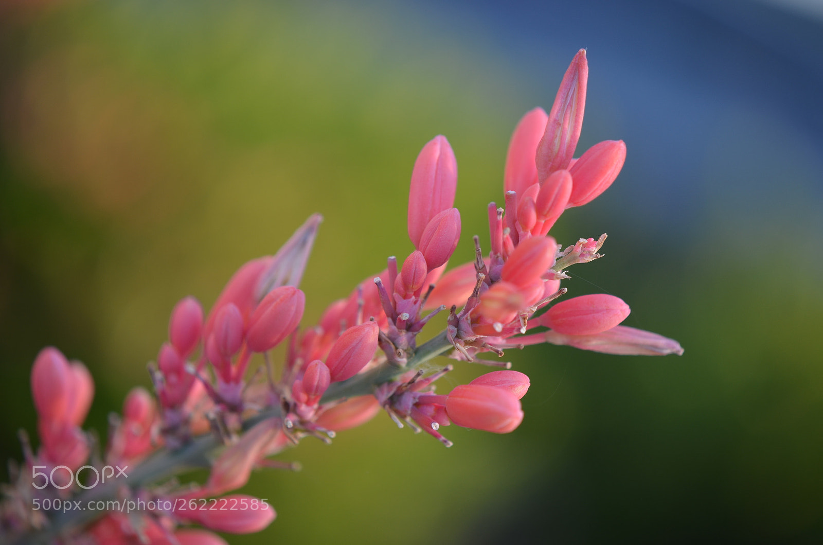 Nikon AF-S DX Micro-Nikkor 85mm F3.5G ED VR sample photo. Reaching out photography
