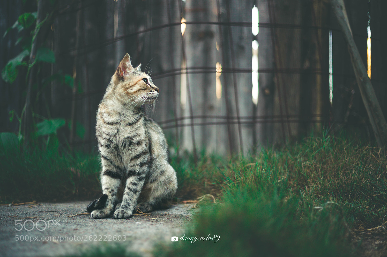 Canon EOS 6D sample photo. Untitled photography