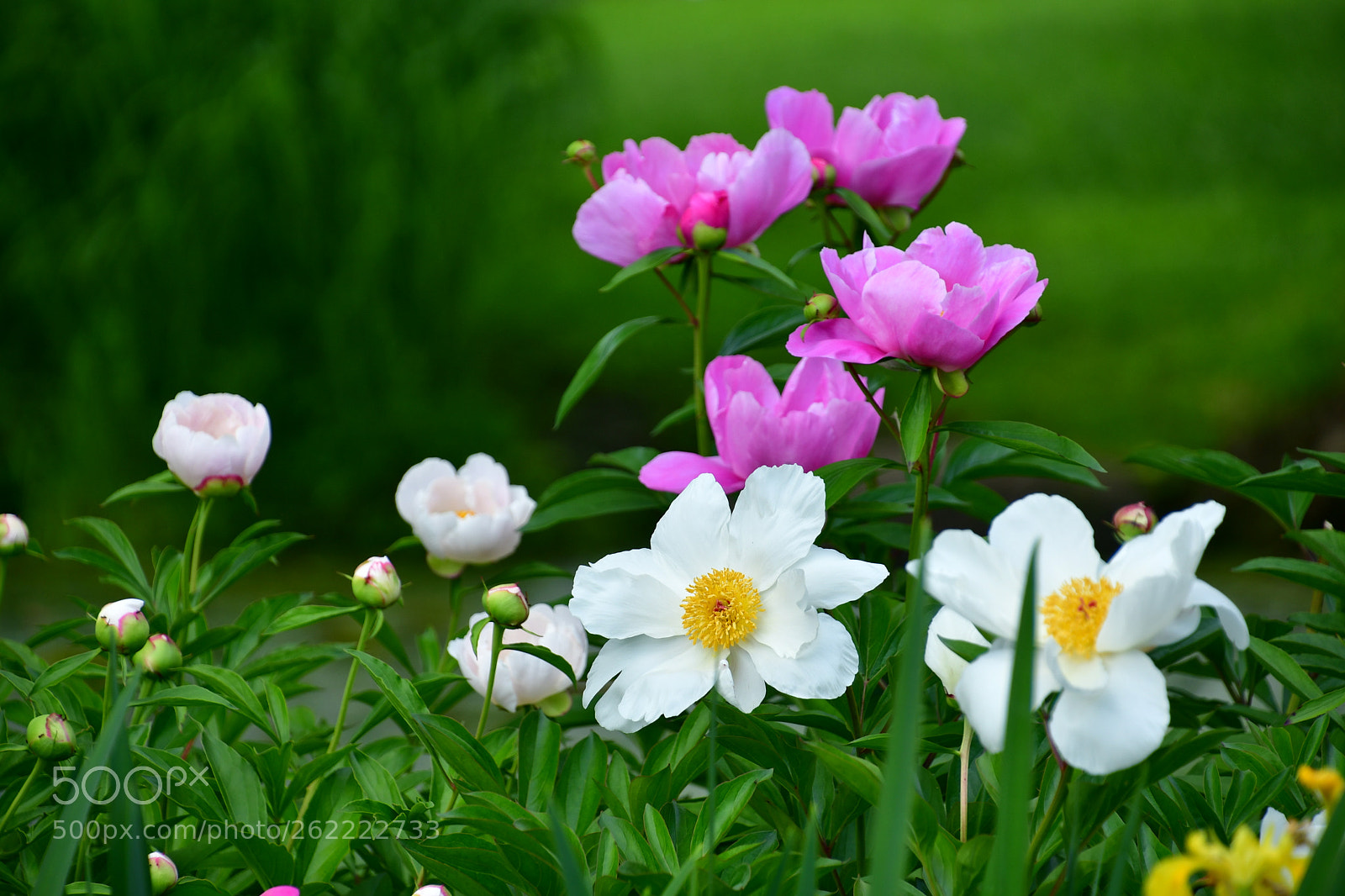 Nikon D7500 sample photo. Charming  photography