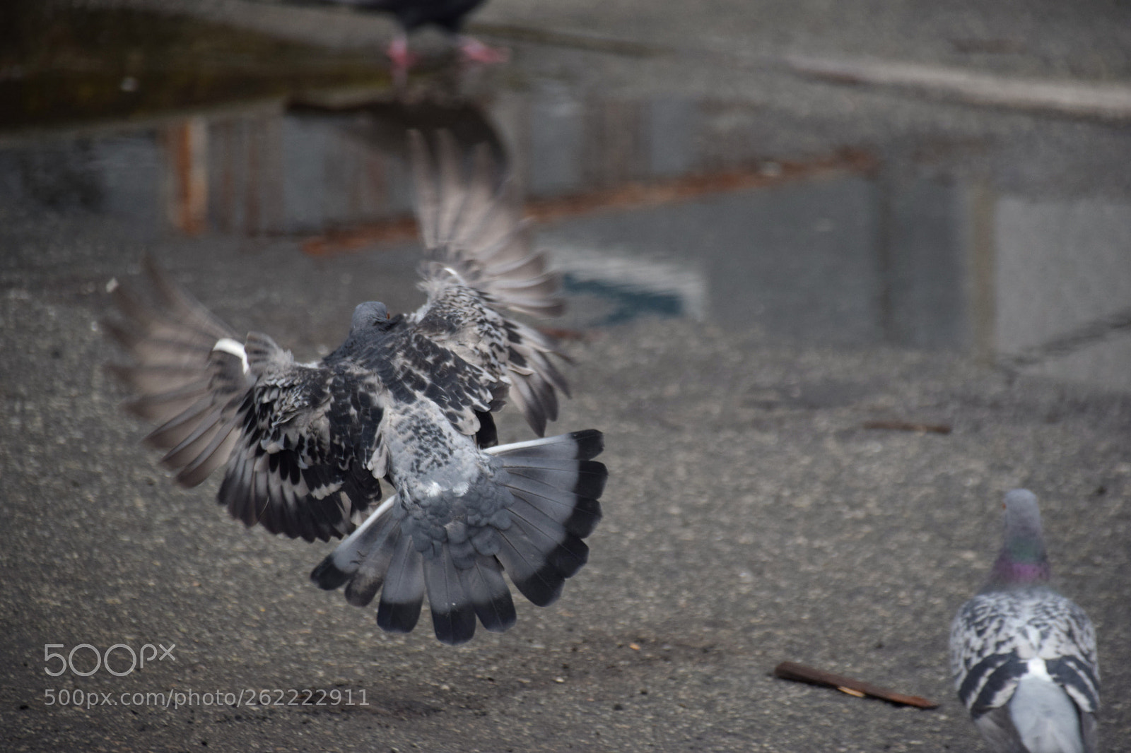 Nikon D5300 sample photo. Pigeons photography
