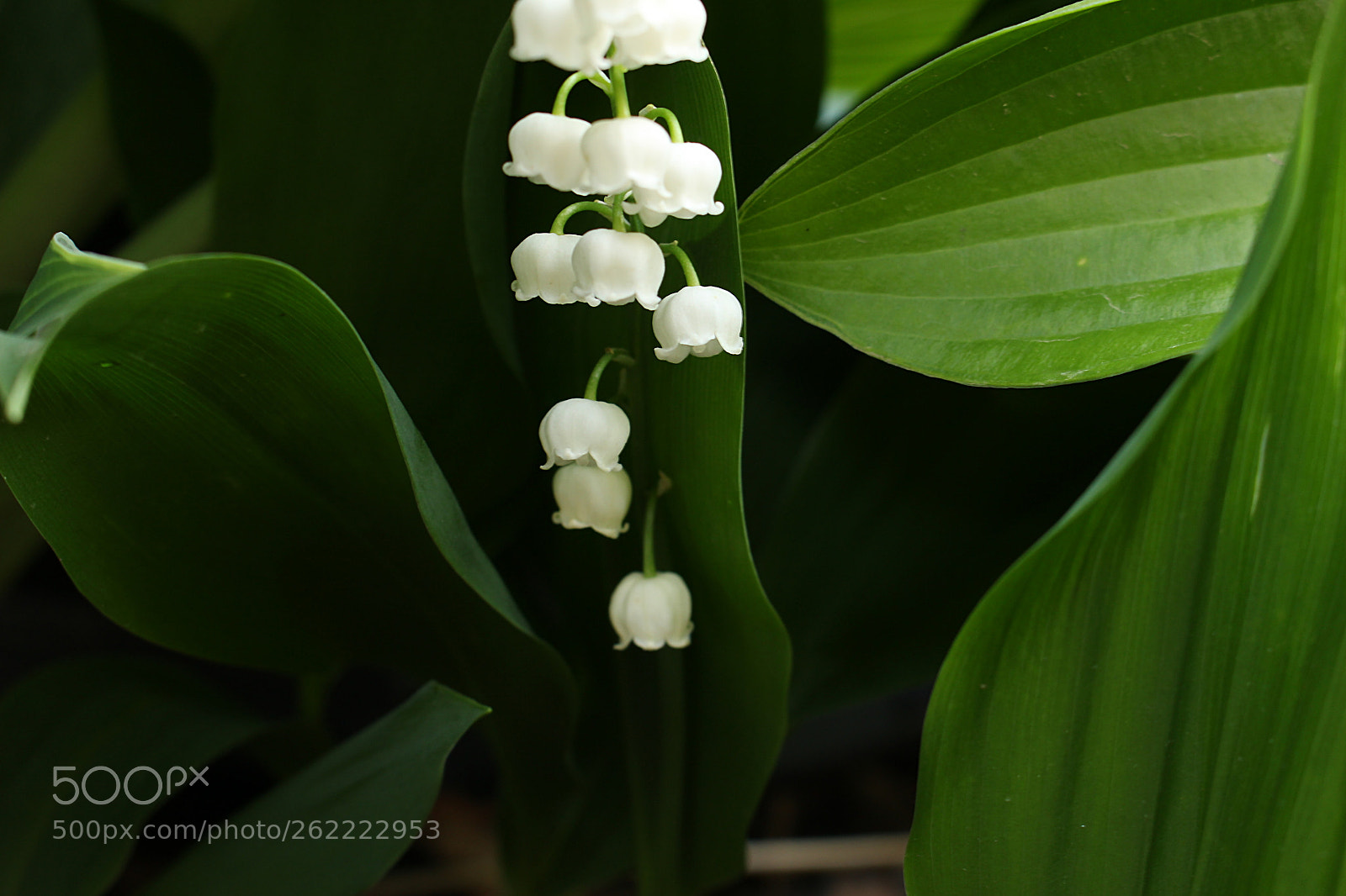 Canon EOS 100D (EOS Rebel SL1 / EOS Kiss X7) sample photo. Pretty pretty poison photography