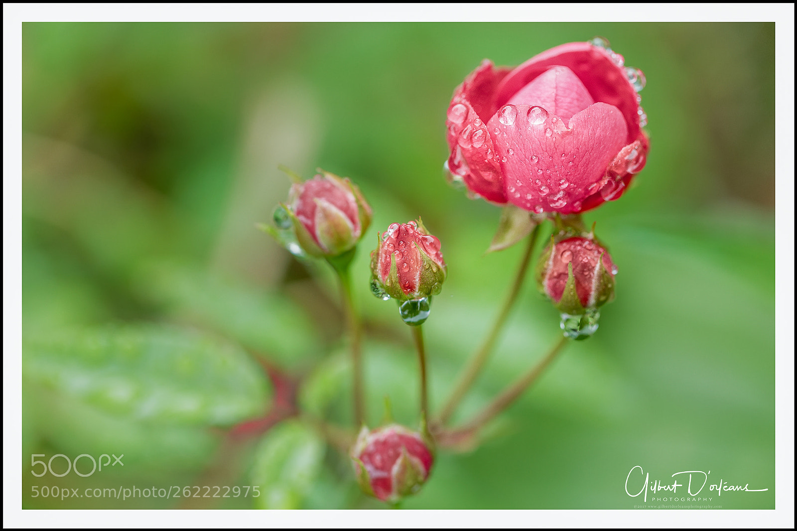 Canon EOS 6D sample photo. Flower_red rose photography