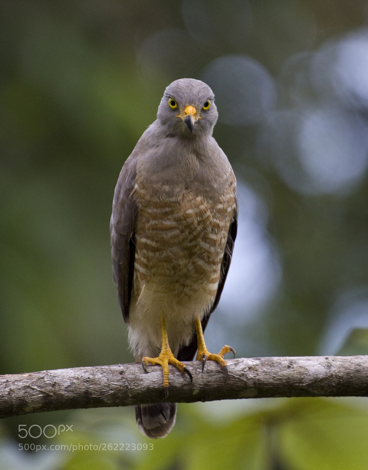 Canon EOS 50D sample photo. Waiting for prey photography