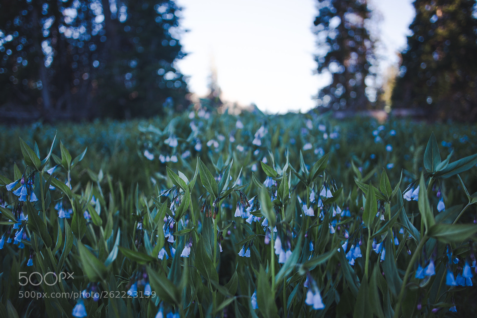 Canon EOS 6D sample photo. Sad flowers photography