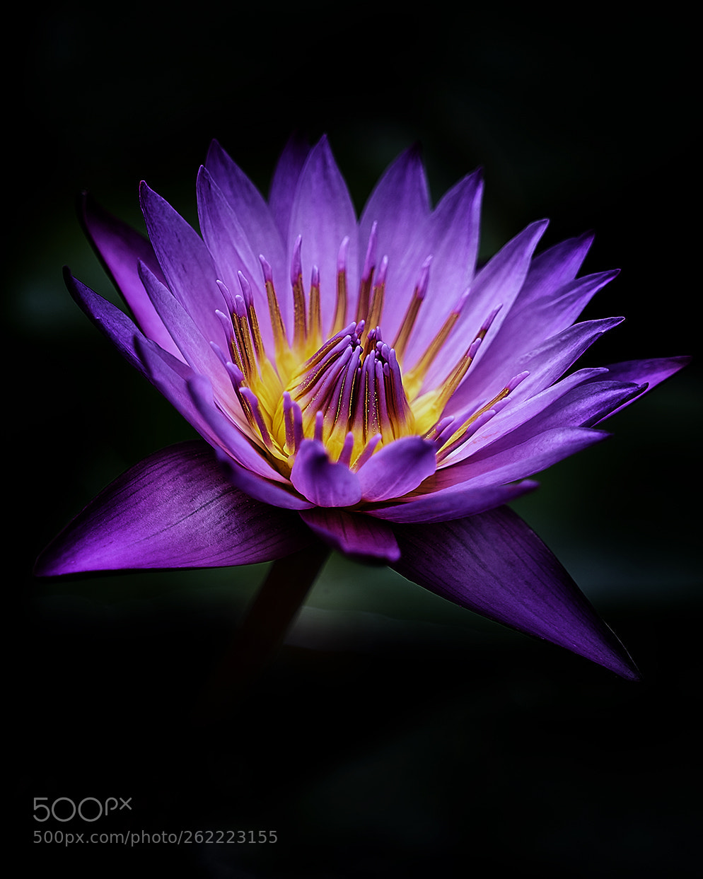 Sony a7R III sample photo. Lotus flower photography