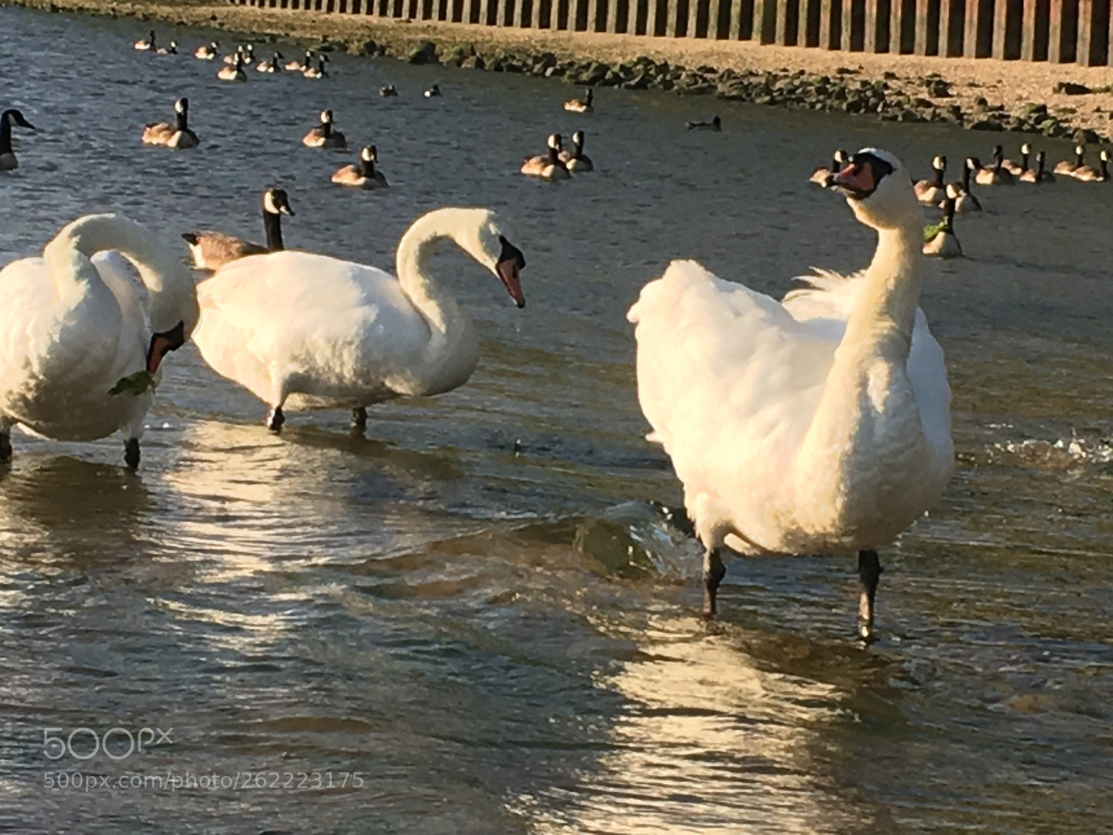 Apple iPhone 6s Plus sample photo. Untitled photography