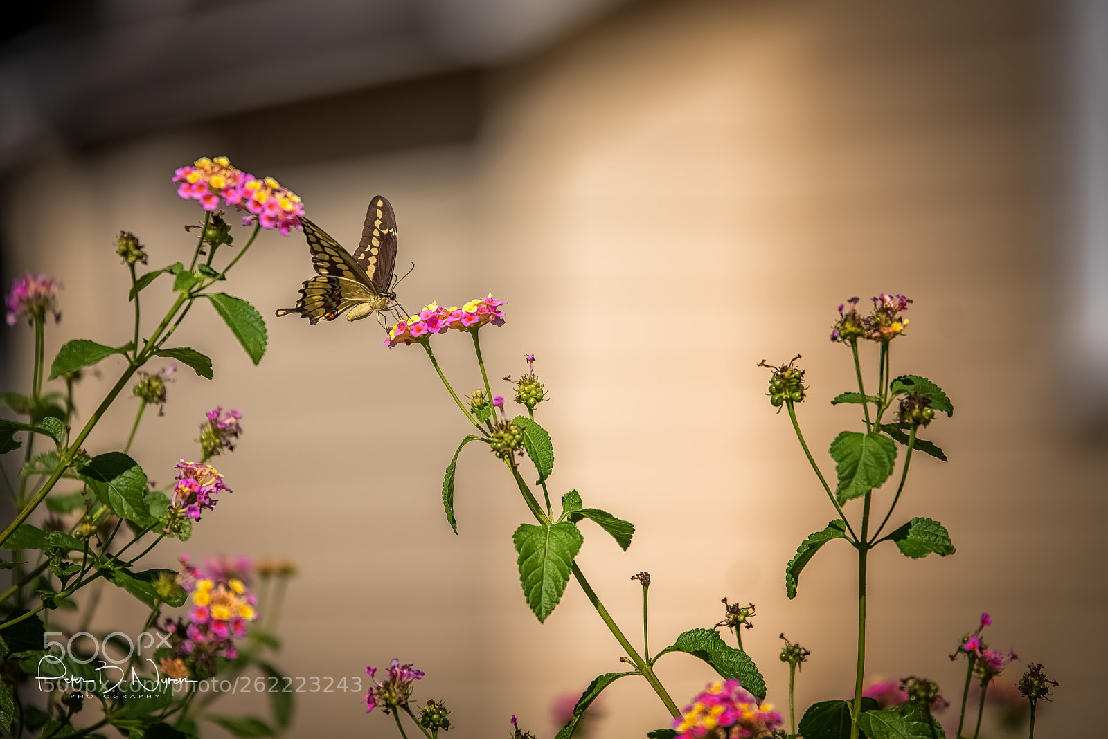 Nikon D750 sample photo. Butterfly on the lantana photography