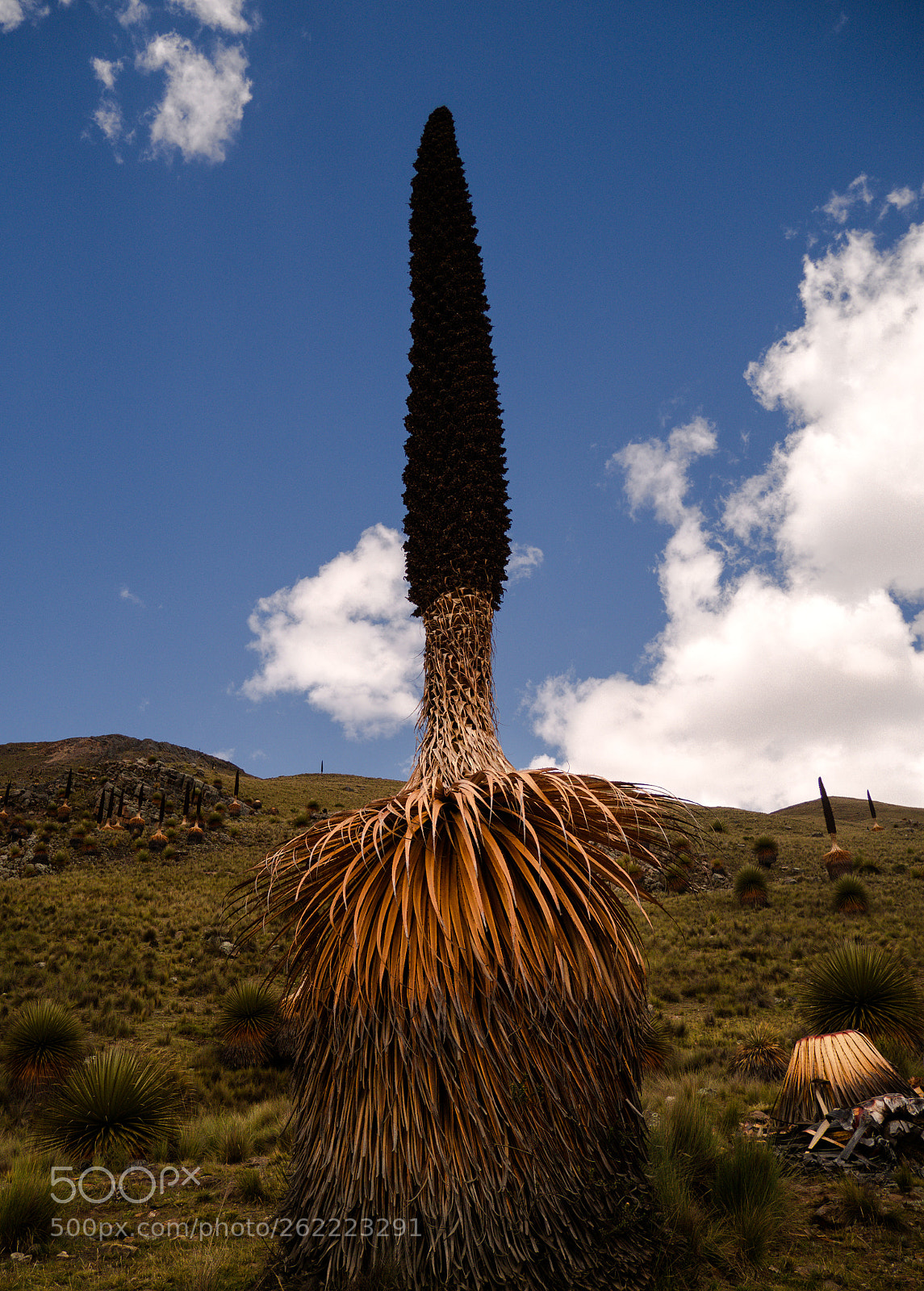Olympus OM-D E-M5 II sample photo. Puya raimondii photography
