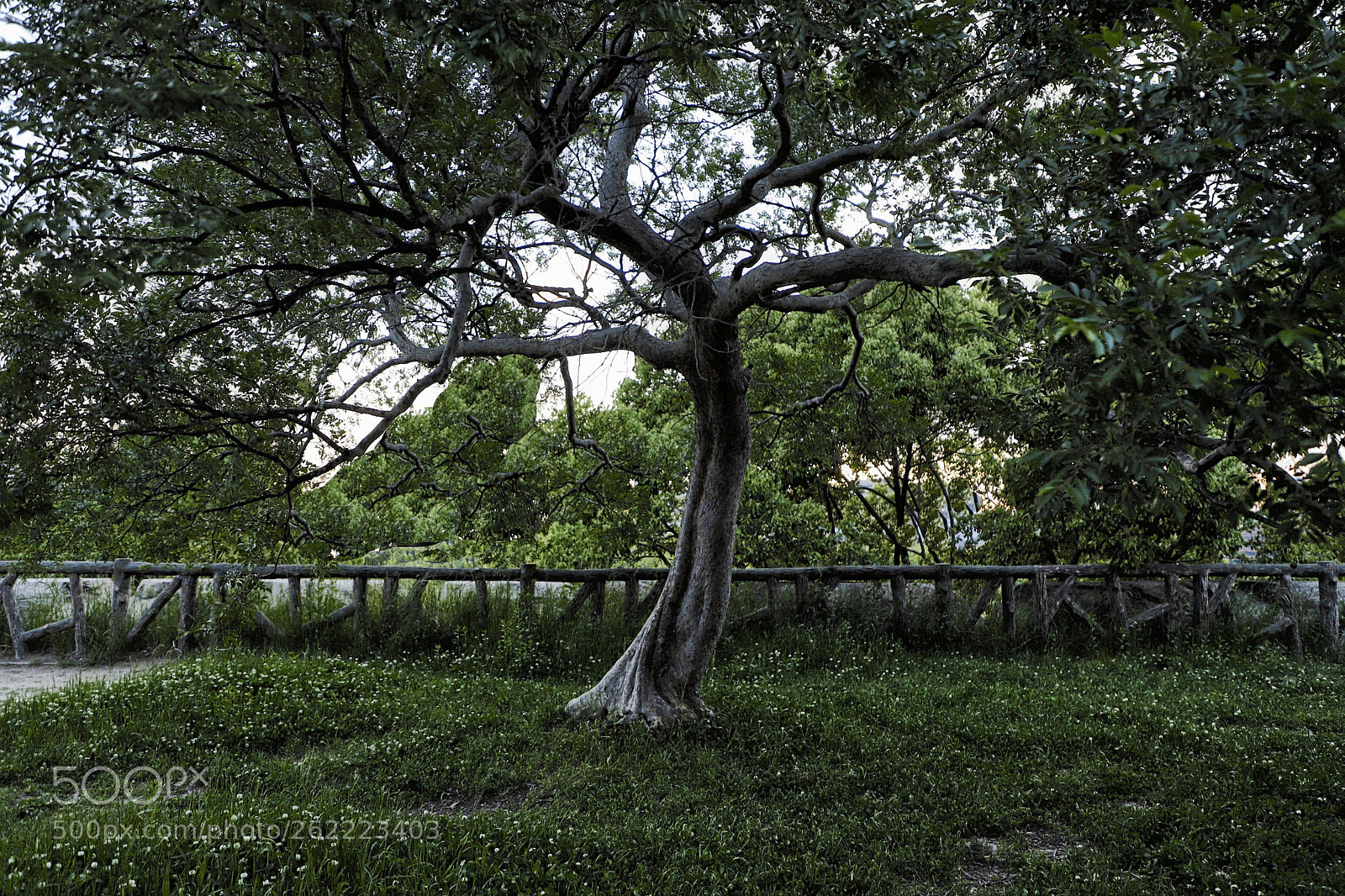 Canon EOS 6D Mark II sample photo. Wizened photography