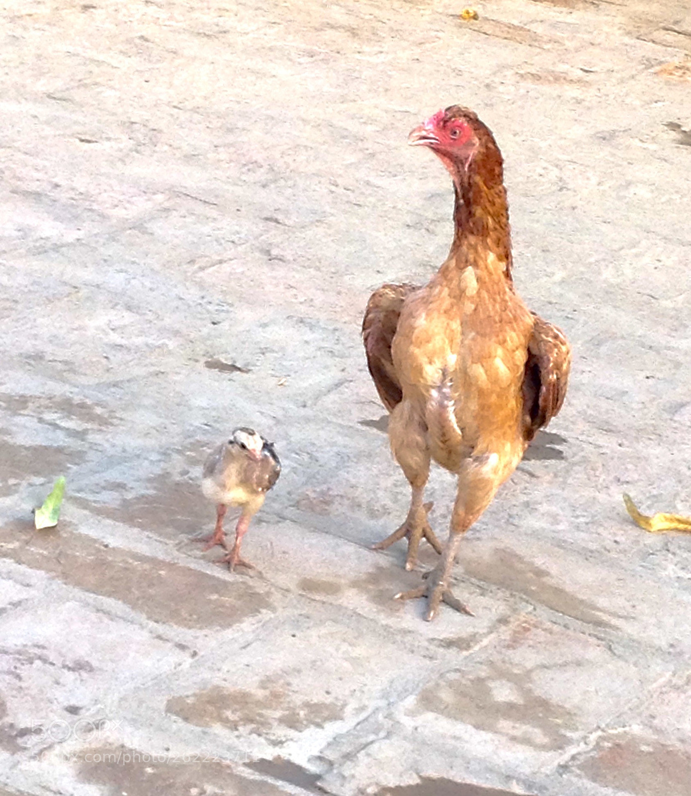 Apple iPad sample photo. Hen chick,,,,, photography