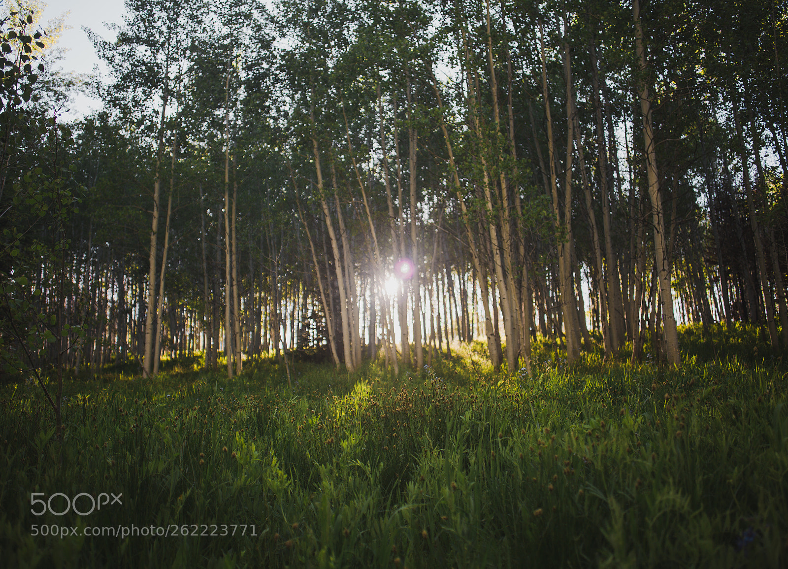 Canon EOS 6D sample photo. Aspens and beaming sunset photography
