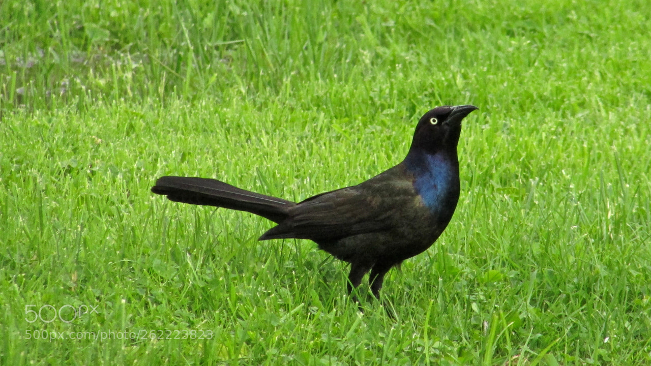 Canon PowerShot SX400 IS sample photo. Release the grackle! photography