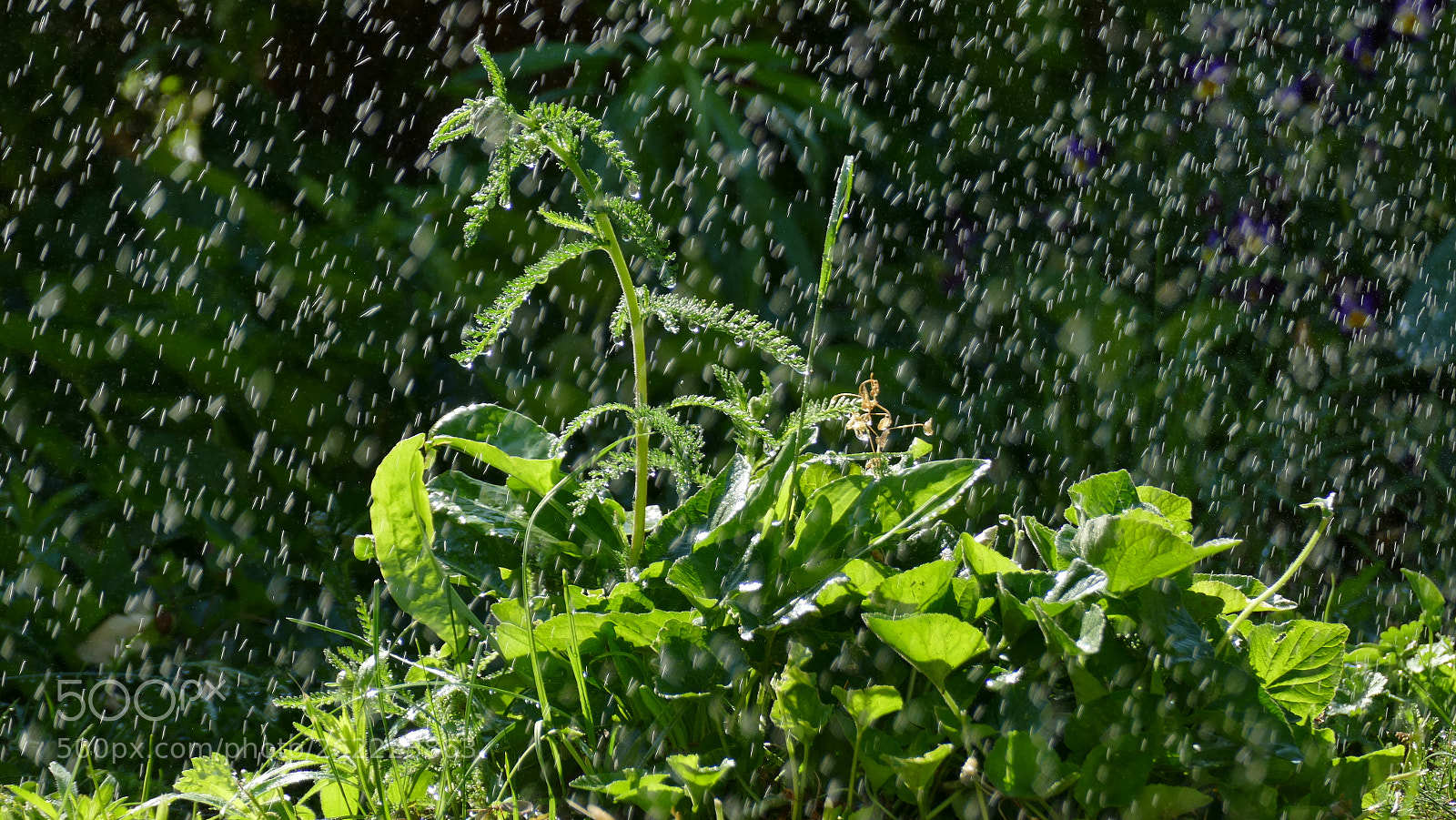 Panasonic Lumix DMC-FZ1000 sample photo. Auf regen folgt sonne photography