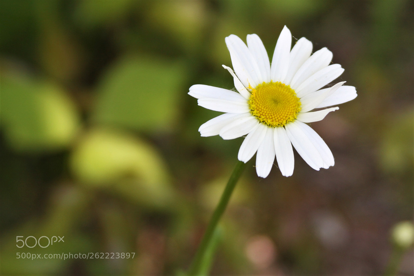 Canon EOS 50D sample photo. Daisy photography