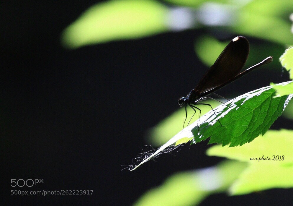 Canon EOS 7D Mark II sample photo. Summer photography