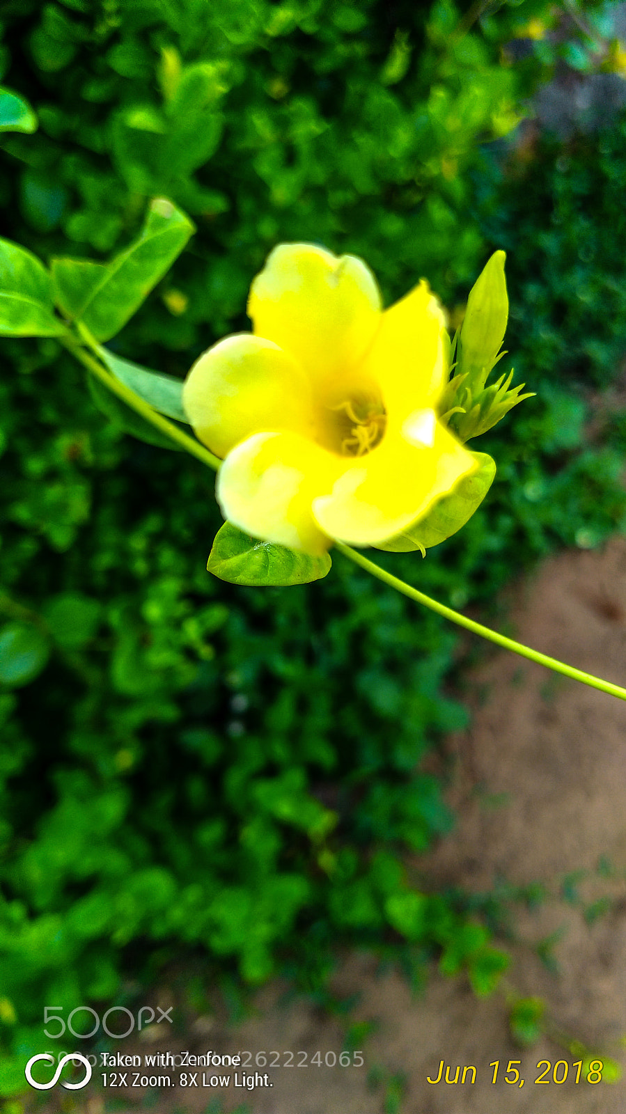 ASUS ZenFone 3 Zoom (ZE553KL) sample photo. Good morning photography