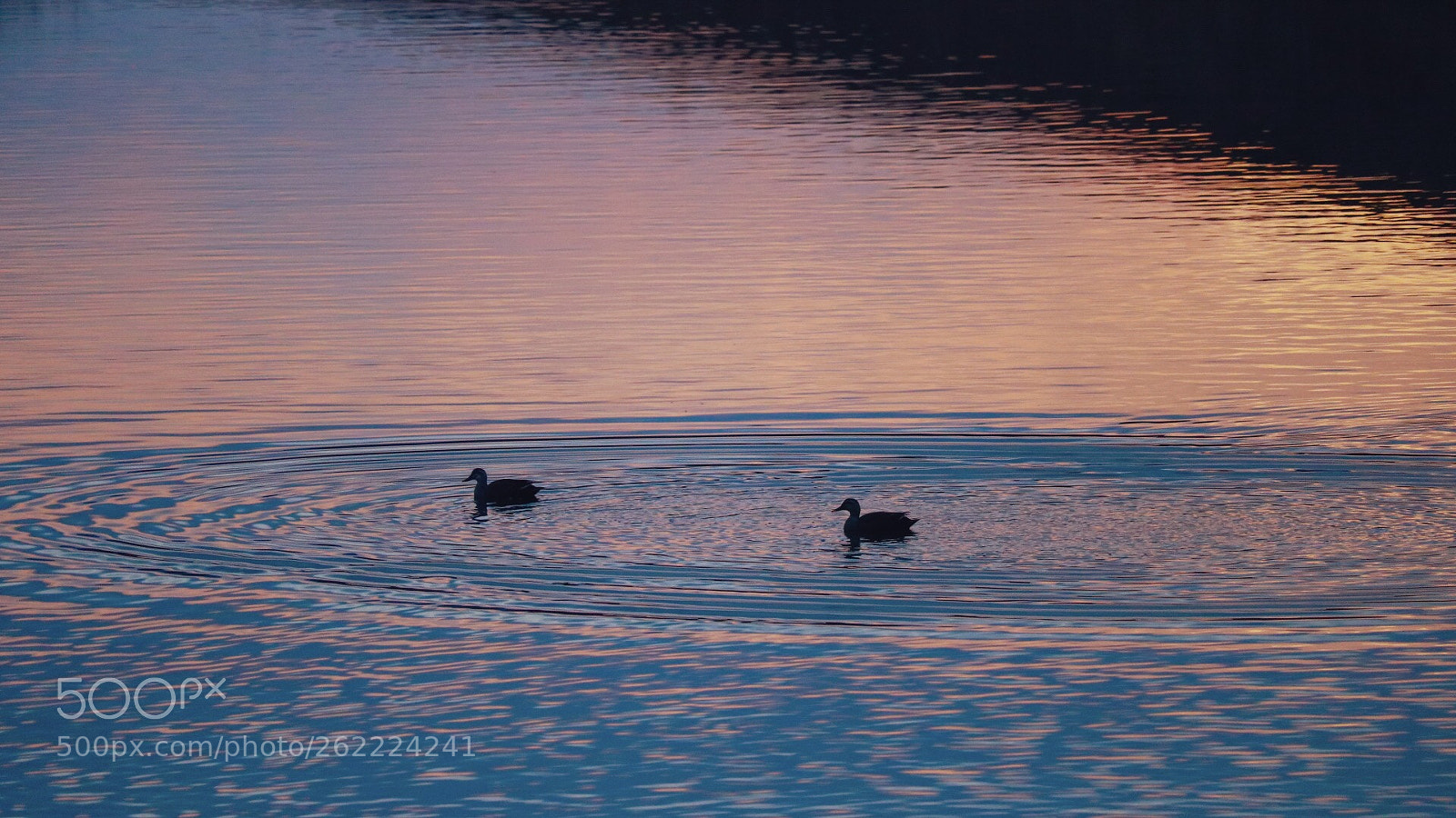 Canon EOS 760D (EOS Rebel T6s / EOS 8000D) sample photo. A duck in a photography