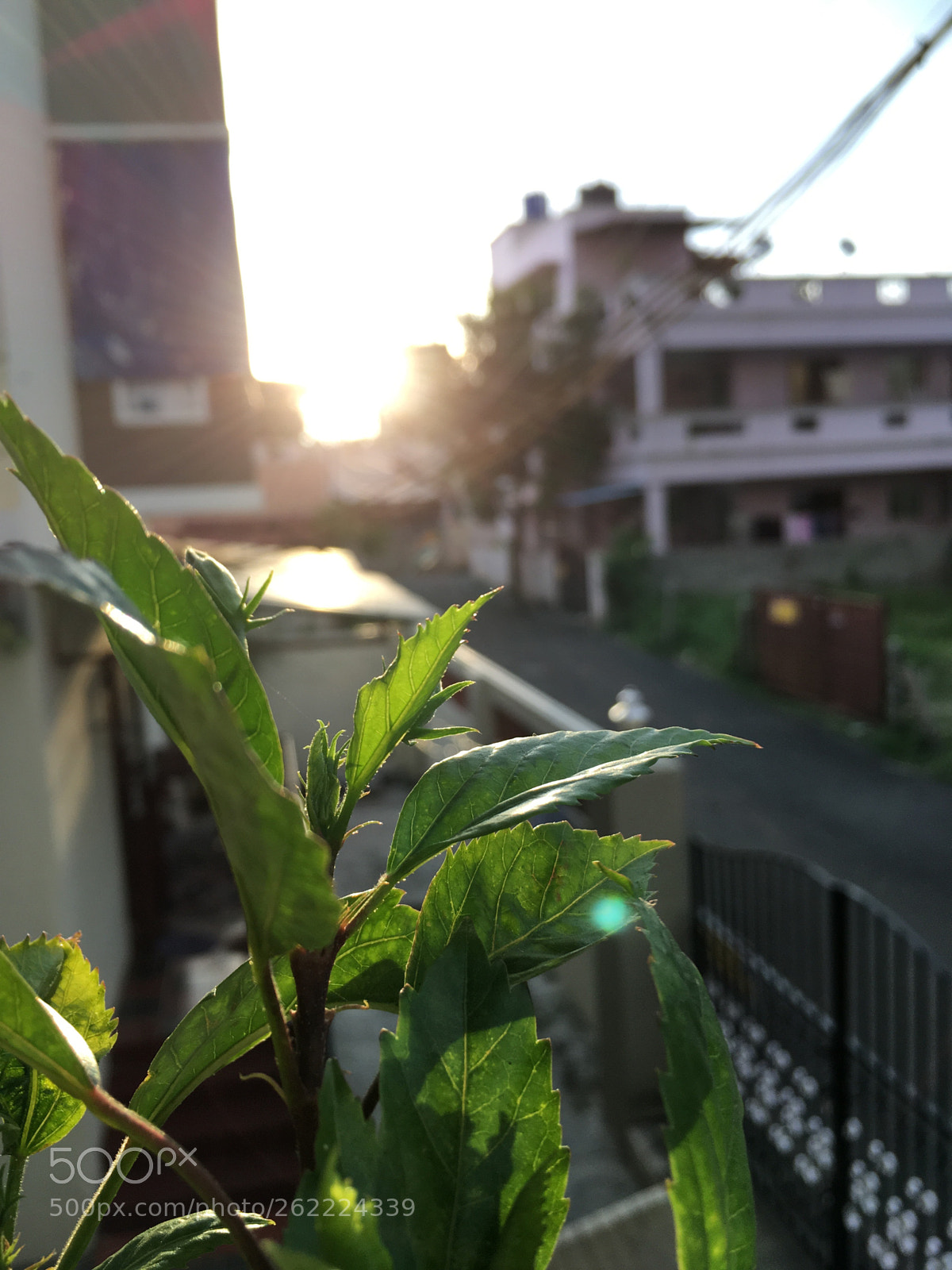 Apple iPhone SE sample photo. Leaf sets! photography
