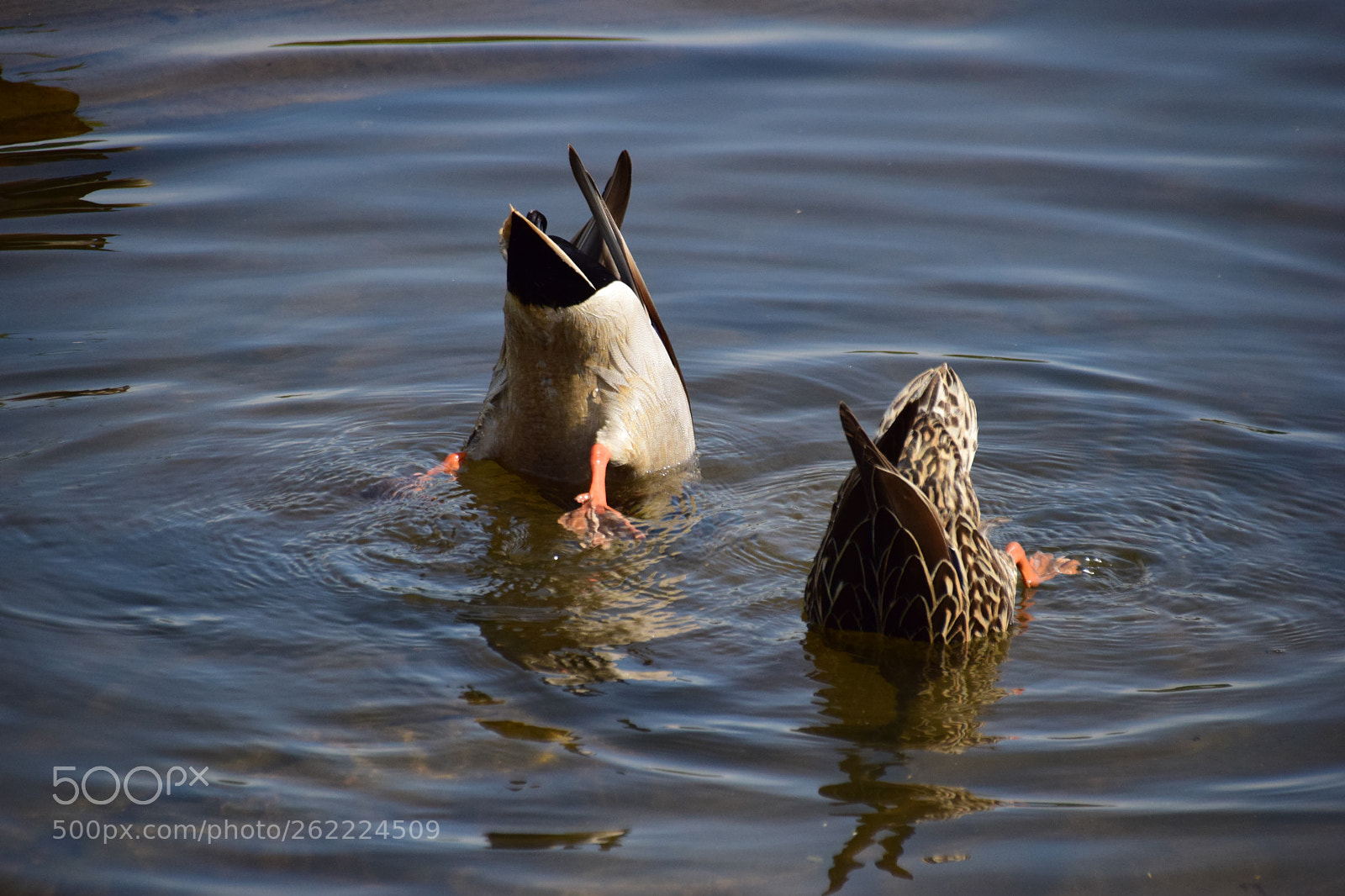 Sigma 18-250mm F3.5-6.3 DC Macro OS HSM sample photo. Synchronized swimming photography