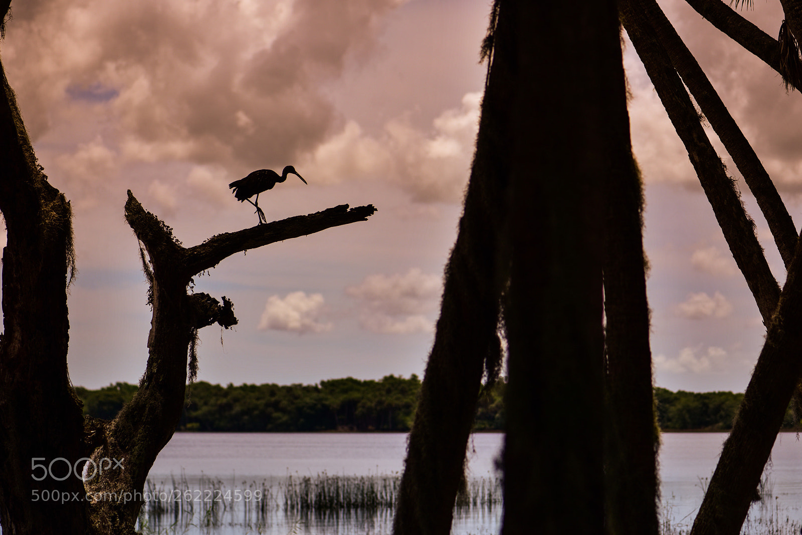 Nikon D810 sample photo. Myakka river state park photography