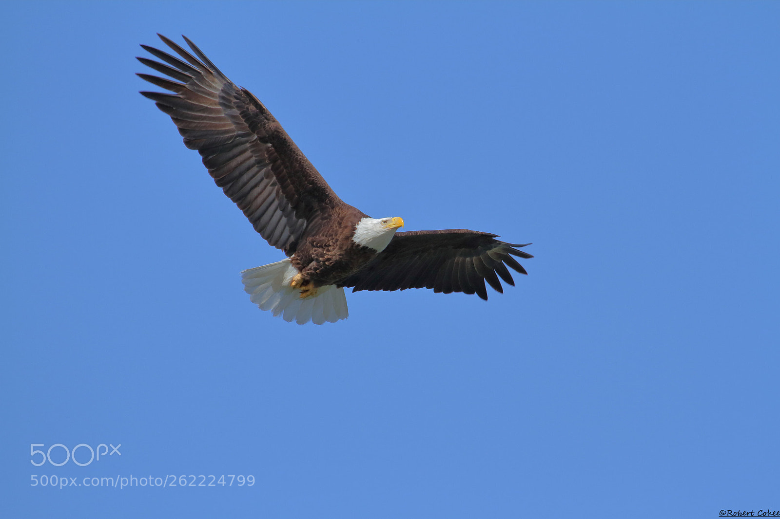 Canon EF 100-400mm F4.5-5.6L IS USM sample photo. Img photography