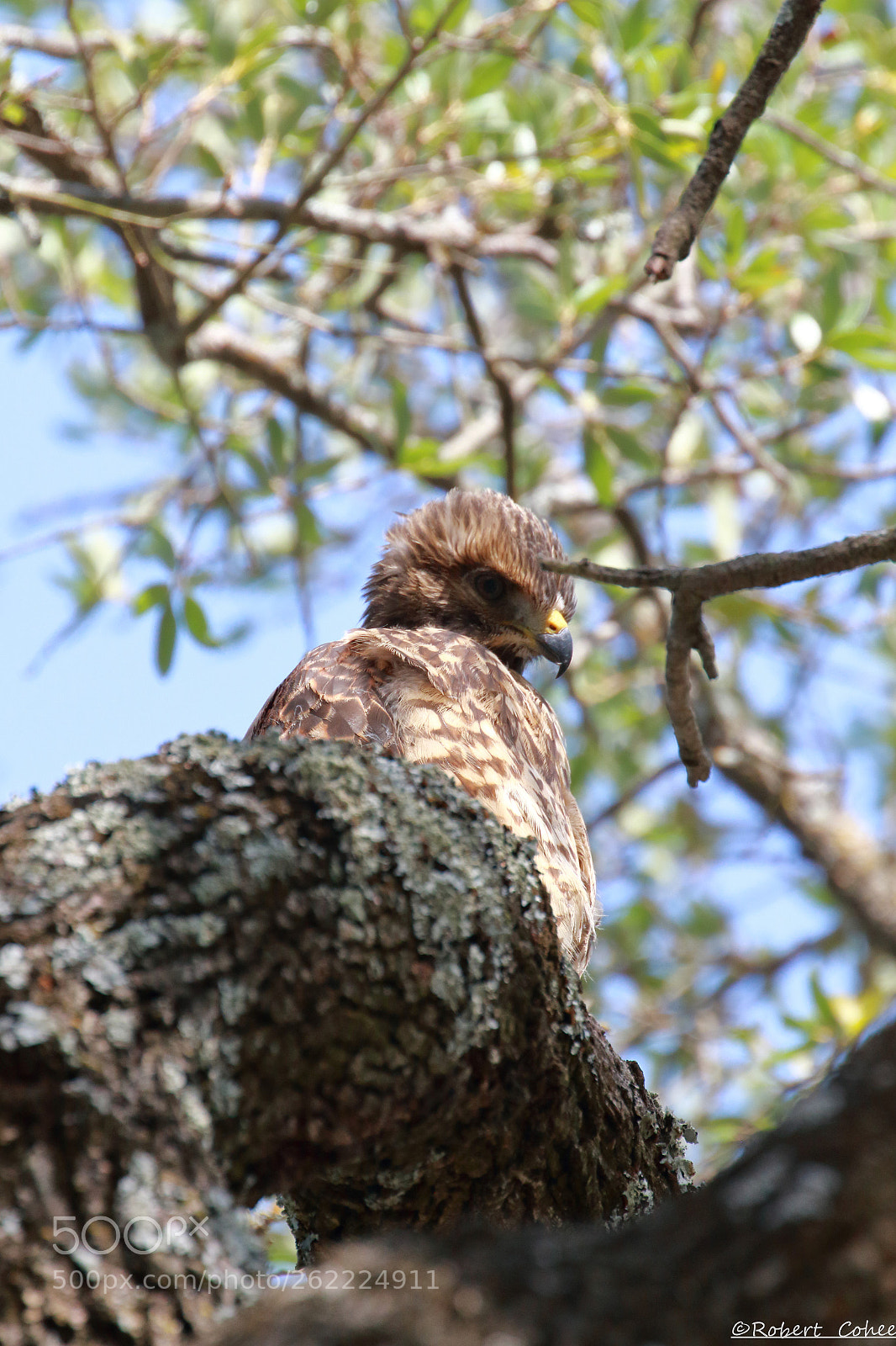 Canon EF 100-400mm F4.5-5.6L IS II USM sample photo. Red shouldered hawk photography