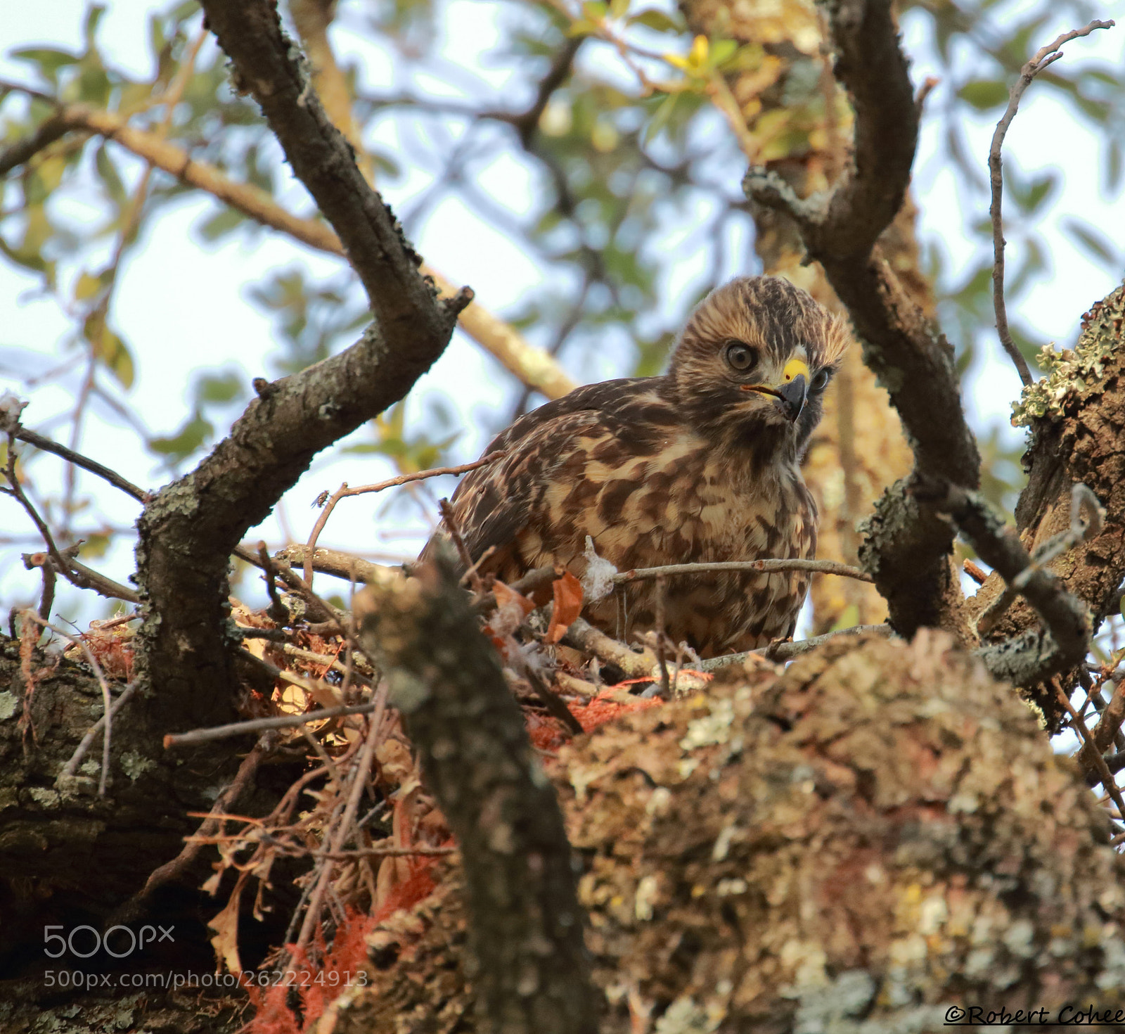 Canon EOS 7D Mark II sample photo. Red shouldered hawk photography