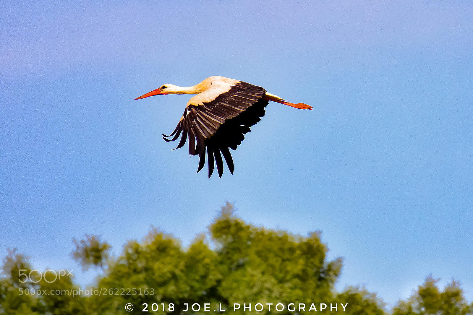 Canon EOS 77D (EOS 9000D / EOS 770D) sample photo. The art of nature photography