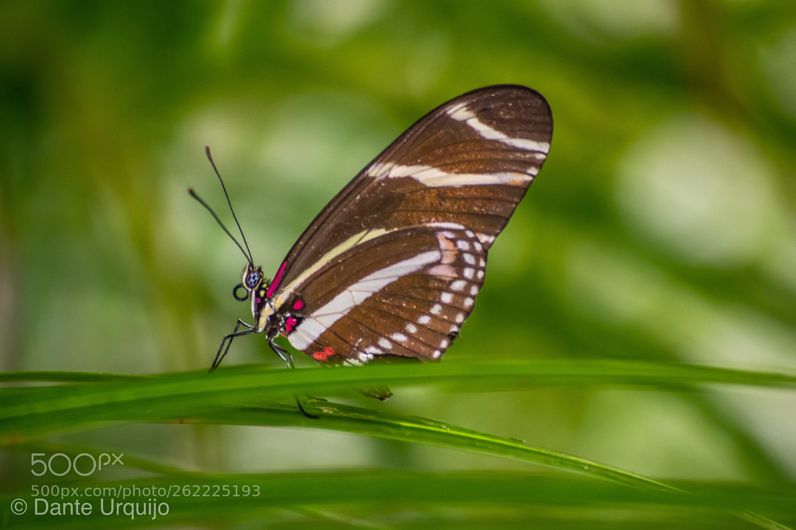Nikon D3300 sample photo. Butterfly  photography