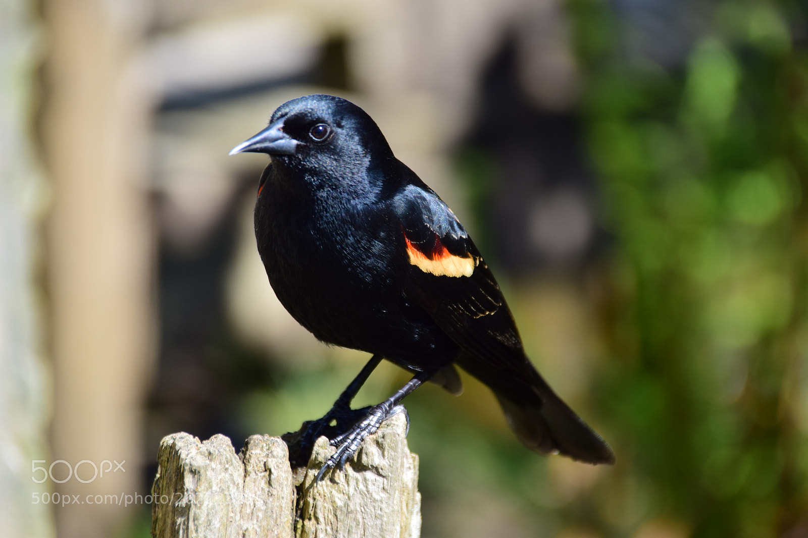 Sigma 18-250mm F3.5-6.3 DC Macro OS HSM sample photo. Male red-winged blackbird photography