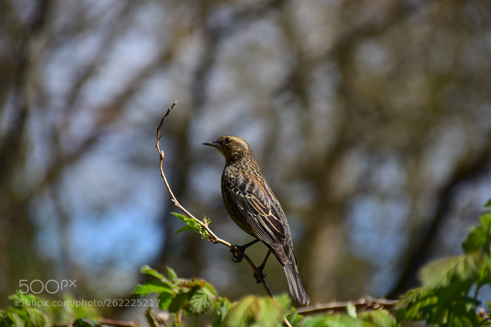 Sigma 18-250mm F3.5-6.3 DC Macro OS HSM sample photo. Female red-winged blackbird photography