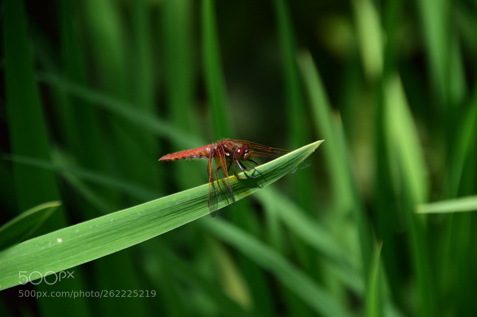 Sigma 18-250mm F3.5-6.3 DC Macro OS HSM sample photo. Dragonfly photography