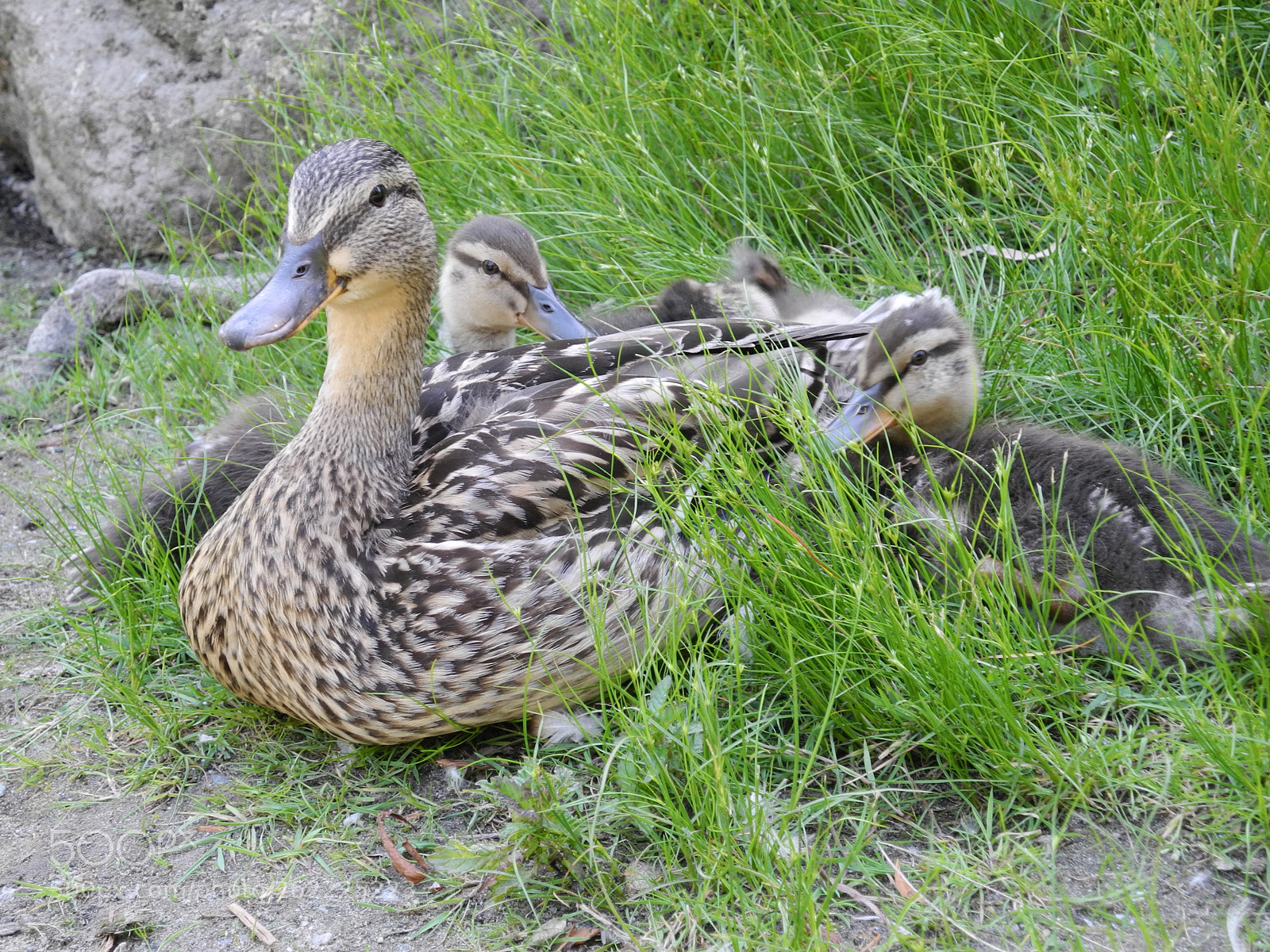 Nikon Coolpix P7100 sample photo. Stanley park wildlife photography