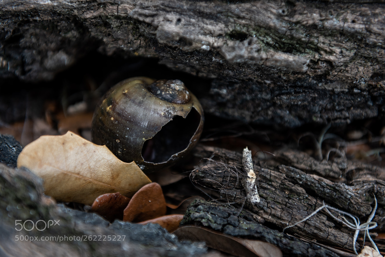Nikon D810 sample photo. Evicted snail home photography