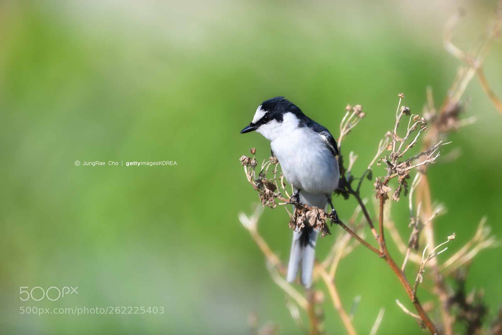 Nikon D850 sample photo. Ashy minivet photography