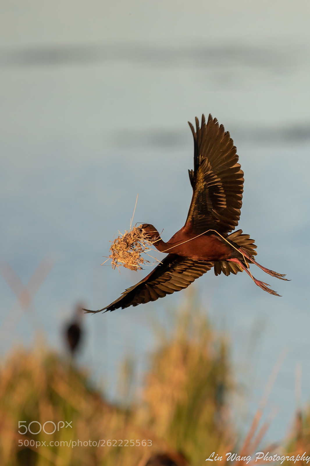 Canon EOS 7D Mark II sample photo. White face ibis photography
