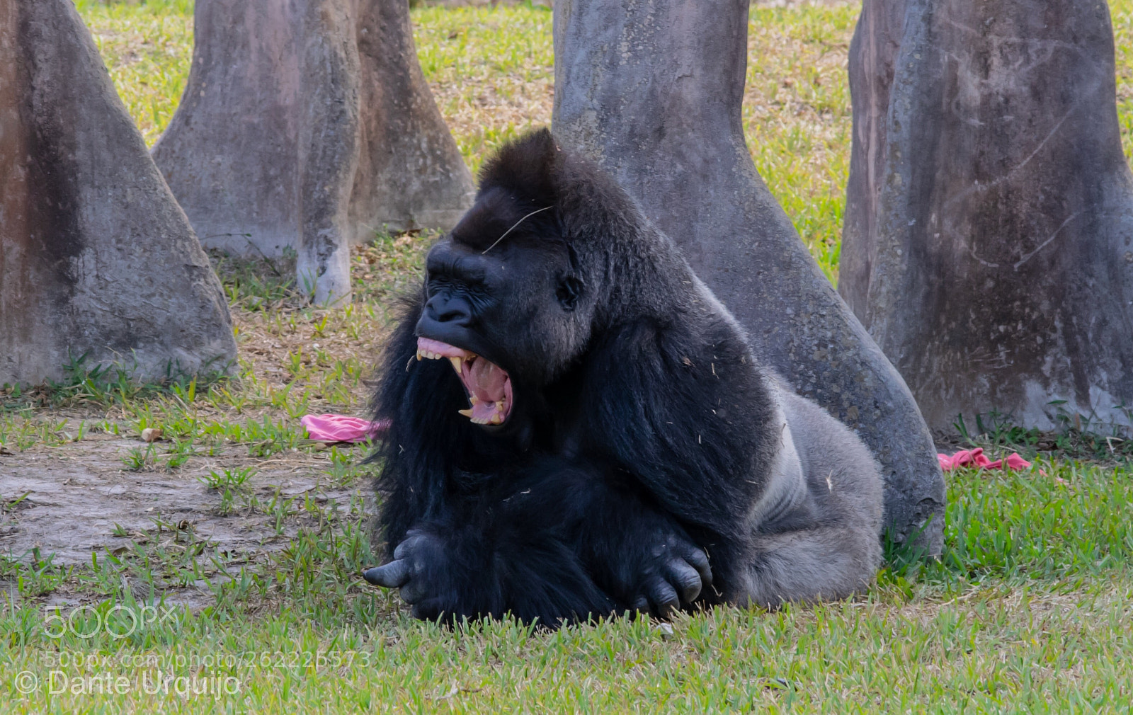 Nikon D3300 sample photo. Mighty yawn photography