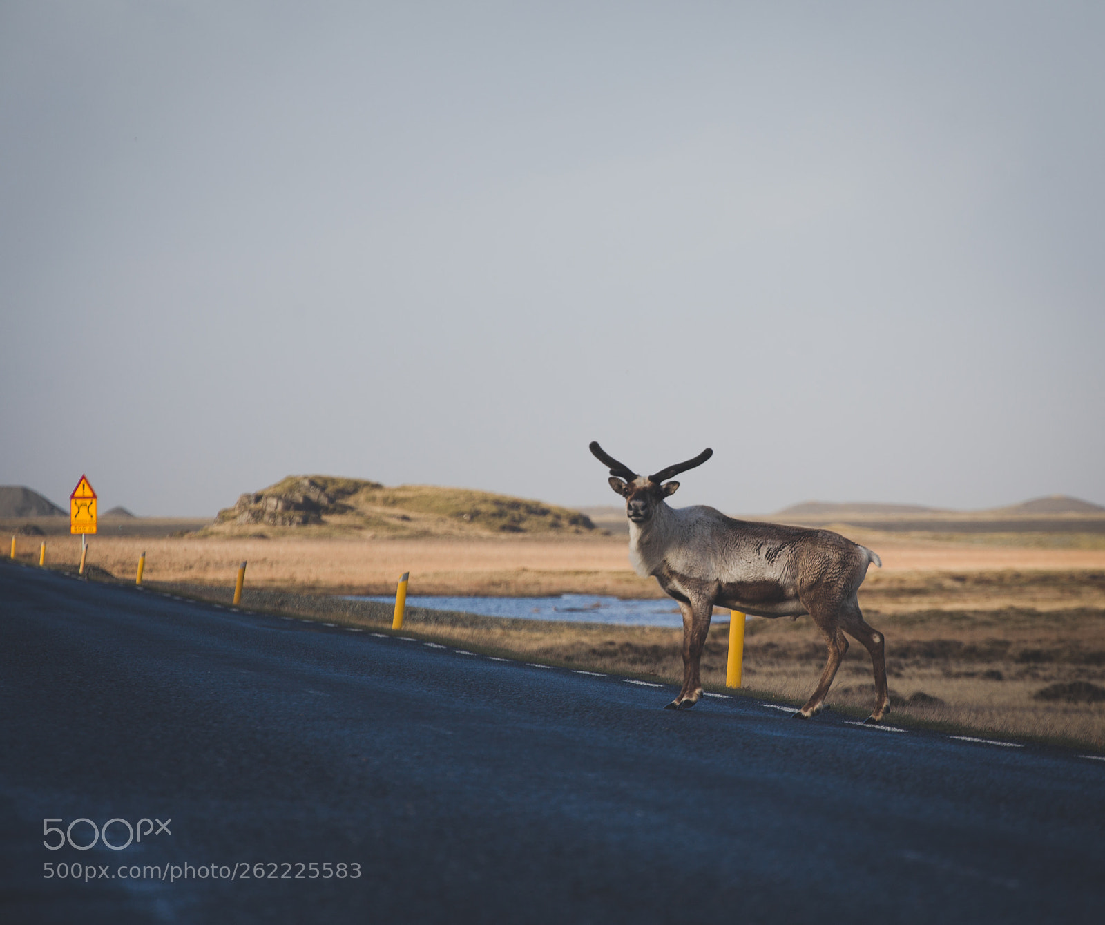 Canon EOS 6D sample photo. Reindeer stare photography