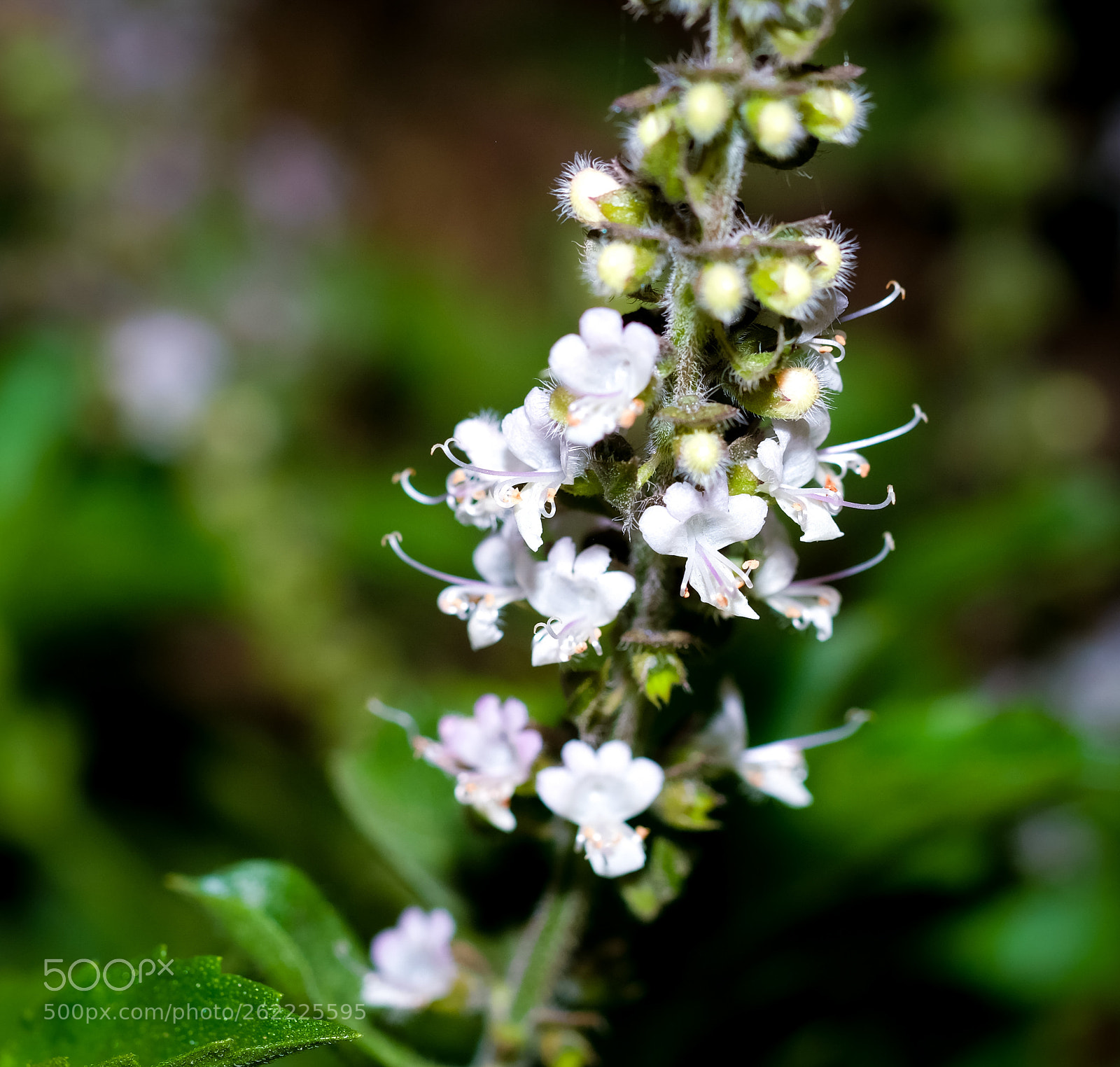 Fujifilm X-E3 sample photo. Basil flowers photography