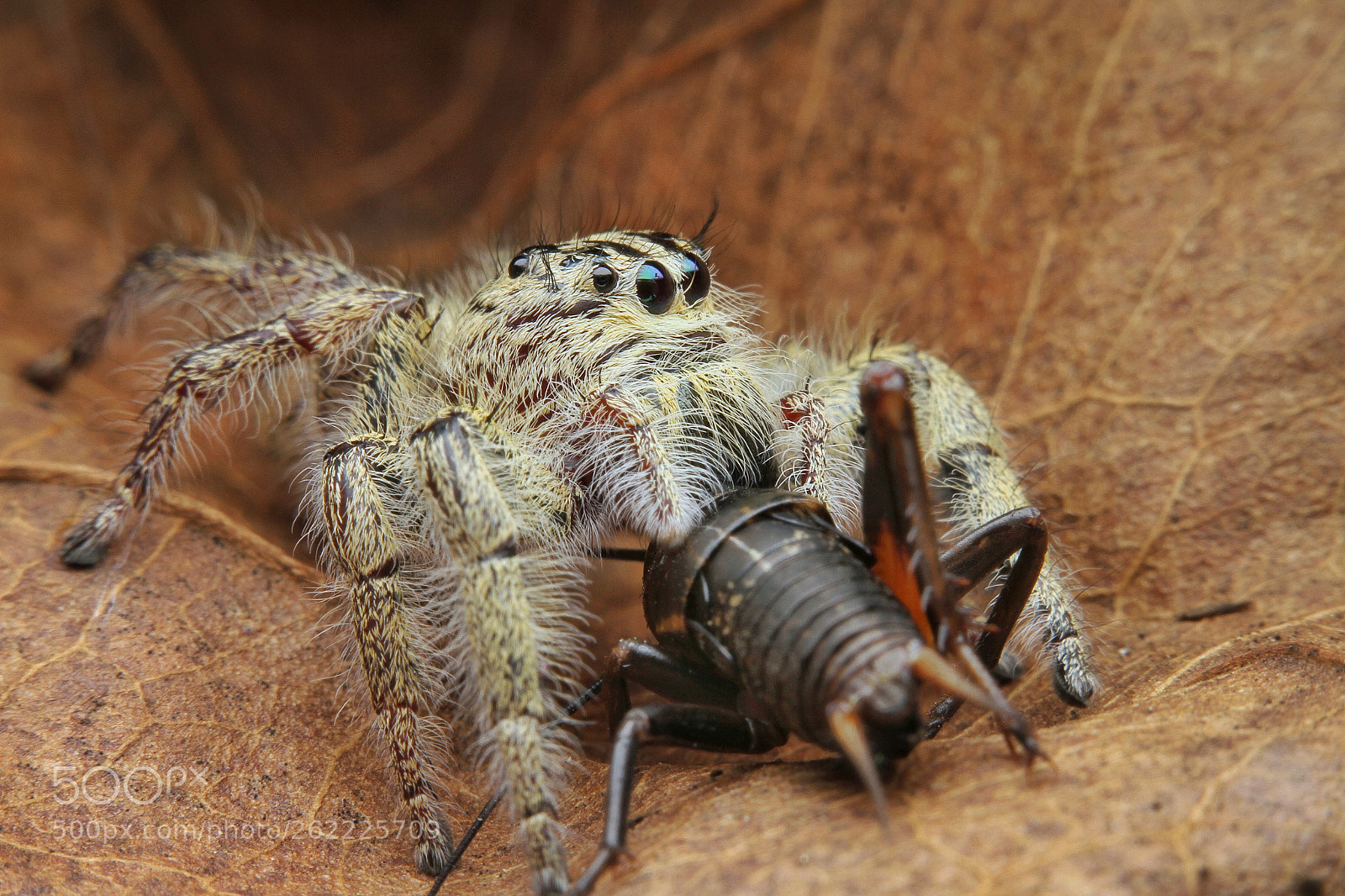 Canon EOS 7D sample photo. Hyllus diardy photography